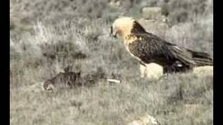 A bearded vulture eating Gypaetus barbatus lammergeier gypaète barbu [upl. by Alina]