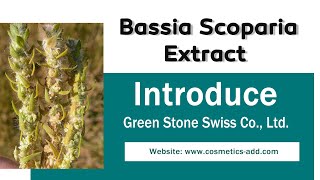 Bassia Scoparia Extract [upl. by Nabe]