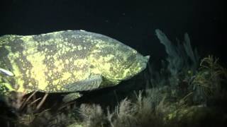 Grouper eats Barracuda Key Largo 121512 [upl. by Etireuqram892]