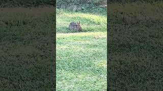 🐰 Because nibbles are good 😌 🌱 nibbler hare nighttimesnack [upl. by Kanya]