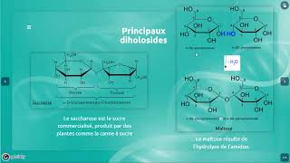 Biochimie structurale des glucides partie 2 formation des diholosides [upl. by Okia]