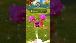 Finally Got A New Cosmog In My Account Pokémon Go 2024 ytshorts shorts pokemongosafarizone [upl. by Lorusso604]