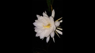 Princess of the Night Secret Kaduful Flower Blooming Epiphyllum oxypetalum [upl. by Bello]