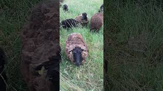 Ouessant Sheep Family 🐑 [upl. by Wennerholn]