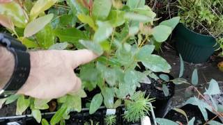 Eucalyptus Seedlings at 6 months old [upl. by Burney]