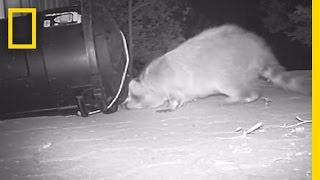 Raccoons Get Trapped In Garbage Bin  National Geographic [upl. by Hinch]