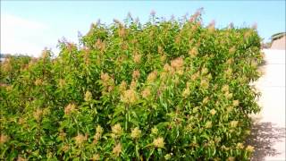 Laurel Sumac Malosma laurina San Diego California [upl. by Cock]