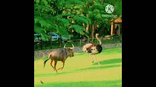 Òstrich Fight With A bull shorts wildlife animals pet animalshorts animallover ostrich [upl. by Mufi]