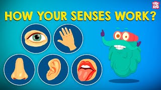 How Your Senses Work  The Five Senses  The Dr Binocs Show  Peekaboo Kidz [upl. by Davidde339]