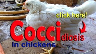 Coccidiosis in Chickens Poultry Diseases Symptoms Eimeria Infection amp Treatment [upl. by Disini640]