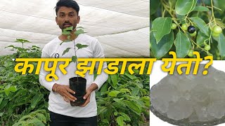 Camphor Tree  कापूर झाडाला येतो की अजुन कुठेतरी [upl. by Boni]