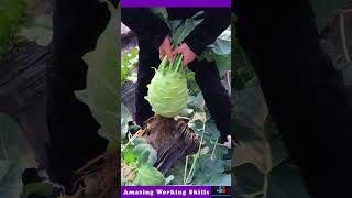 Cultivation Process Of Kohlrabi [upl. by Ativet]