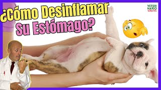 🔴¡DEBES SABER ESTO🔴¿COMO DESINFLAMAR y LIMPIAR EL ESTOMAGO DE UN PERRO [upl. by Anitsrihc]