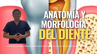 Anatomía y morfología del diente [upl. by Hertz]