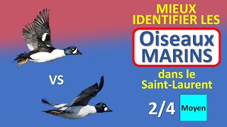 Oiseaux marins du SaintLaurent 24 – C’est quoi cet Oiseau No 5 [upl. by Oigolue143]