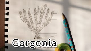 Gorgonia Diagram drawing Zoology practical drawing how to draw diagram of gargonia step by step [upl. by Ahtnamys]