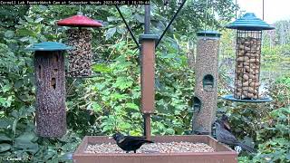 Gray Catbird Visits Feeder Platform In Sapsucker Woods – Sept 7 2023 [upl. by Ezmeralda]