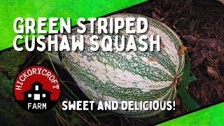 Growing Squash  Green Striped Cushaw Squash  Sweet and Delicious [upl. by Niaz]