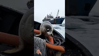 Adorable Baby Seal Plays with Fishermen WildlifeMoments SealAndFishermen  sanshanyuaiyo2633 [upl. by Iris]