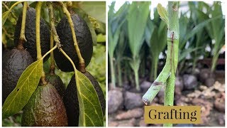 Grafting avocado method Part 2 [upl. by Lalat]