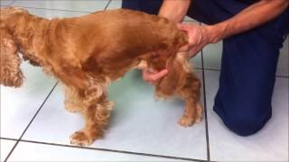 Paraplejia por Hernia de Disco Recuperada con Cirugia en Perro Dr Bugarin [upl. by Grekin]