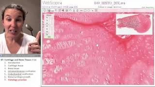 Bone  Cartilage 7 Histology preview [upl. by Hochman]