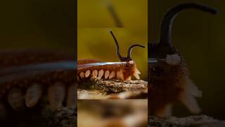 velvet Worm monster bug warsshorts [upl. by Kauslick813]