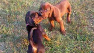 ADORABLE Redbone Coonhound Puppies Playing 5 wks old [upl. by Morven]