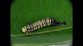 Monarch Caterpillar Molting [upl. by Citron434]