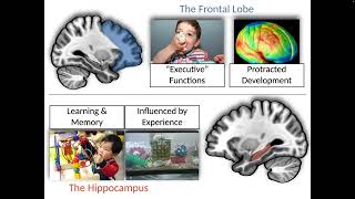 Charting the impacts of SES disadvantage Bridging brain behavior and mental health Jamie Hanson [upl. by Legnaleugim141]