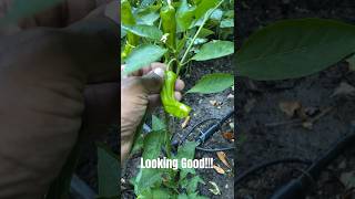 Sweet Pepperoncini subscribe sweet shortvideo gardening shorts trending garden vegetables [upl. by Atikahs393]