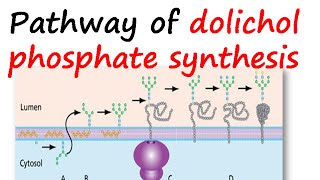 Dolichol phosphate synthesis pathway [upl. by Airasor]