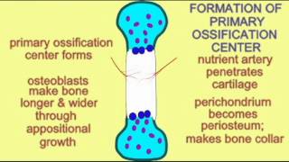 BONE TISSUE ENDOCHONDRAL OSSIFICATION 2 [upl. by Eniamat66]