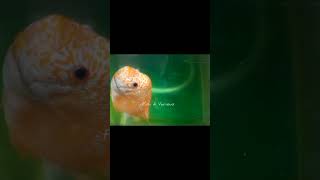 Swim bladder disease [upl. by Nauq]