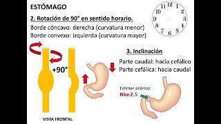 Embriología Sistema Digestivo [upl. by Temirf]