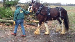 Learning to Log  A Novice Stallion and Handler [upl. by Emilio]