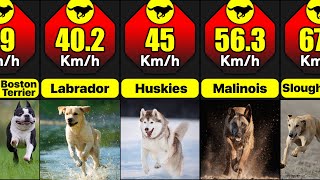 What Are The Fastest Breeds Of Dogs In The World  Comparison [upl. by Garry]