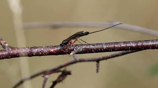 Ichneumon Wasp Ephialtes manifestator [upl. by April782]