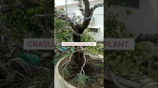 Bonsai Crasurina PlantHow To Make Bonsai Plant bonsai shorts gardening [upl. by Stodder]