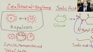 Atherosclerosis part 1 [upl. by Fillender128]