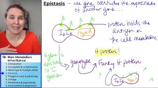 NonMendelian Inheritance 4 Epistasis [upl. by Vi]