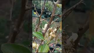 Pear Tree 2 Way  Multigrafted  shortsfeed youtubeshorts [upl. by Karas]