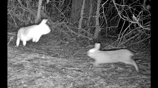 Cottontails cavorting Wildcat Hills Nebraska 2 23 24 922pm [upl. by Dorison586]