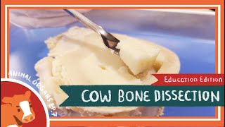 Bone Dissection  I Cant Believe Its Not Butter EDU [upl. by Enawtna167]