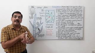 Ectocarpus1 General features thallus structure and growth [upl. by Nils]