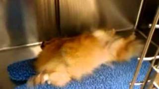 Pomeranian wakes up from dental procedure and looks like its swimming [upl. by Ornie]