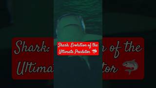 Shark Evolution of the Ultimate Predator 🦈 shark wildlife [upl. by Alad]