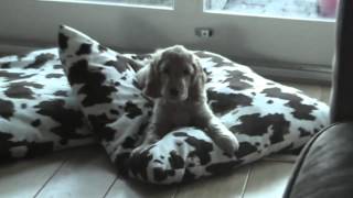 Cocker Spaniel Puppy Barking [upl. by Ia]