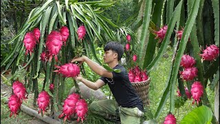 2 year living in forest Harvesting dragon fruit to market sell Prepare land grow vegetables [upl. by Yddeg]