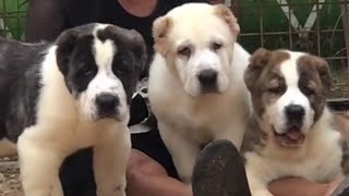 How to buy a central asian shepherd dog💰 [upl. by Tutt772]